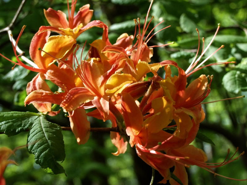 Rhododendron calendulaceum (Flame azalea)