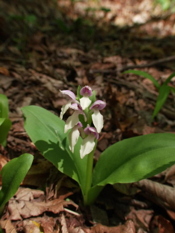 Galearis spectabilis (Showy orchid)