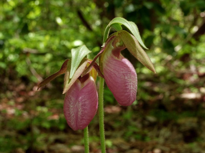 Cypripedium acaule