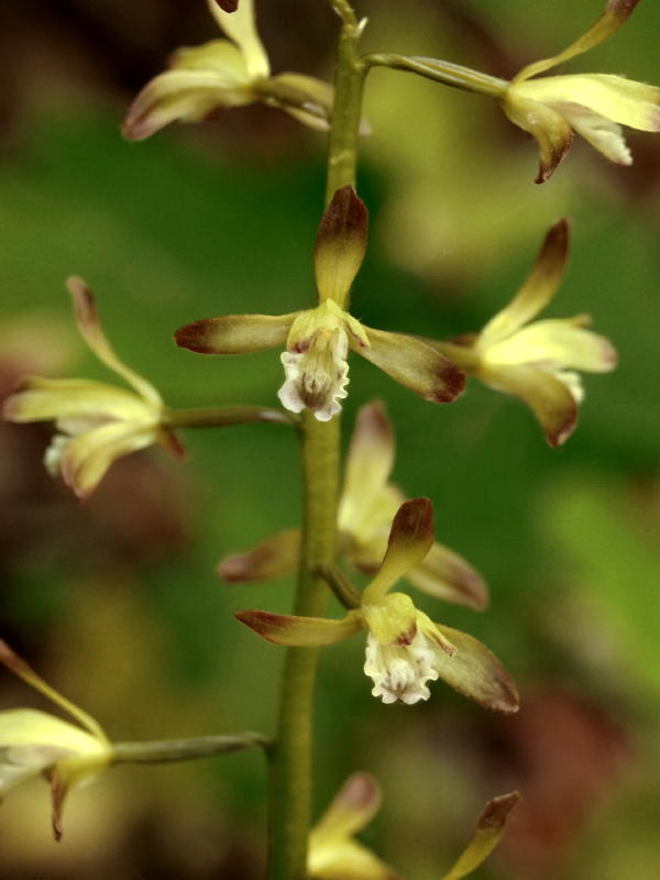 Aplectrum hyemale