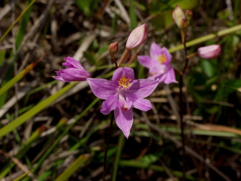 The only Calopogon barbatus plants we saw all day - very late for this species in the Green Swamp