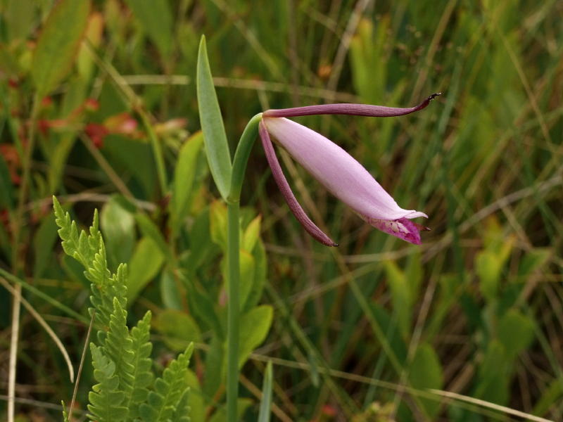 Cleistes divaricata about 1 day from being in full bloom