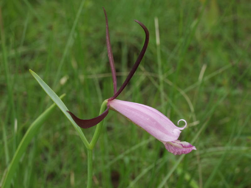 Cleistes divaricata in full bloom
