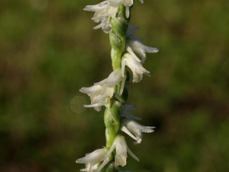 Spiranthes vernalis in median of highway