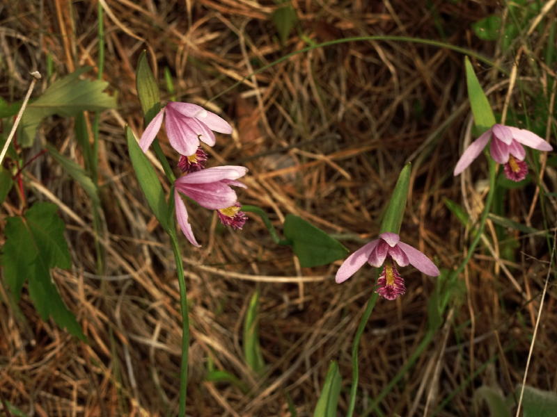Group of dark magenta Pogonia ophioglossoides