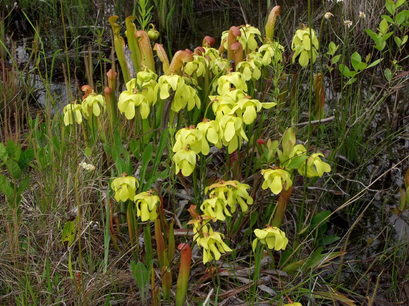 Splendid group of Sarracenia minor in full bloom growing among fronds of Drosera filiformis (sun dew)