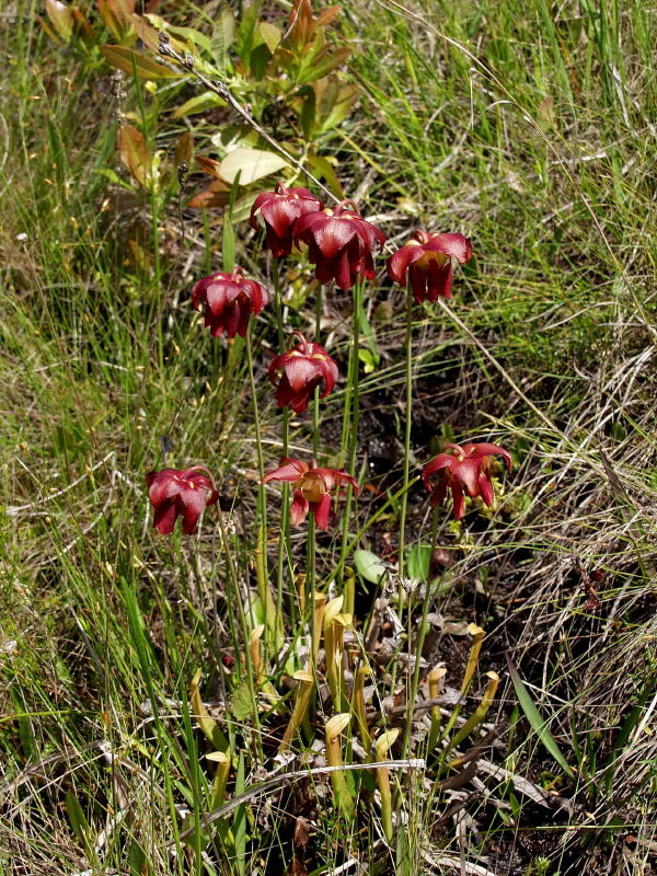 Sarracenia rubra in full bloom