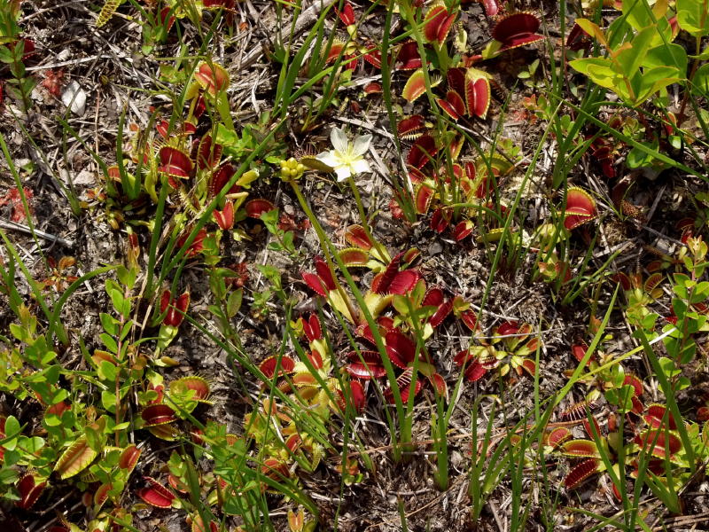Dionaea muscipula (Venus flytrap) group with one plant beginning to bloom