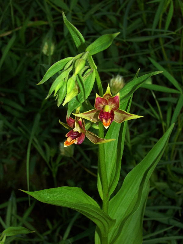 Epipactis gigantea