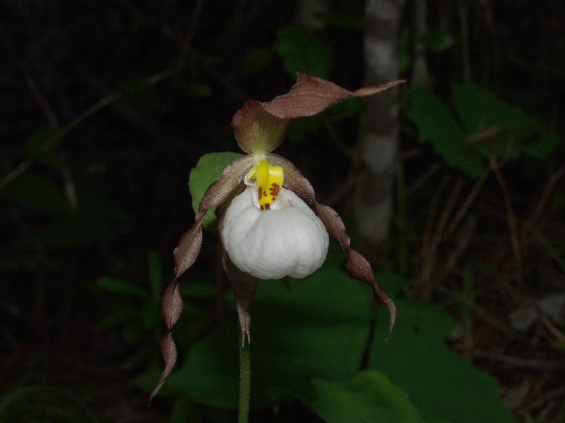 Cypripedium montanum