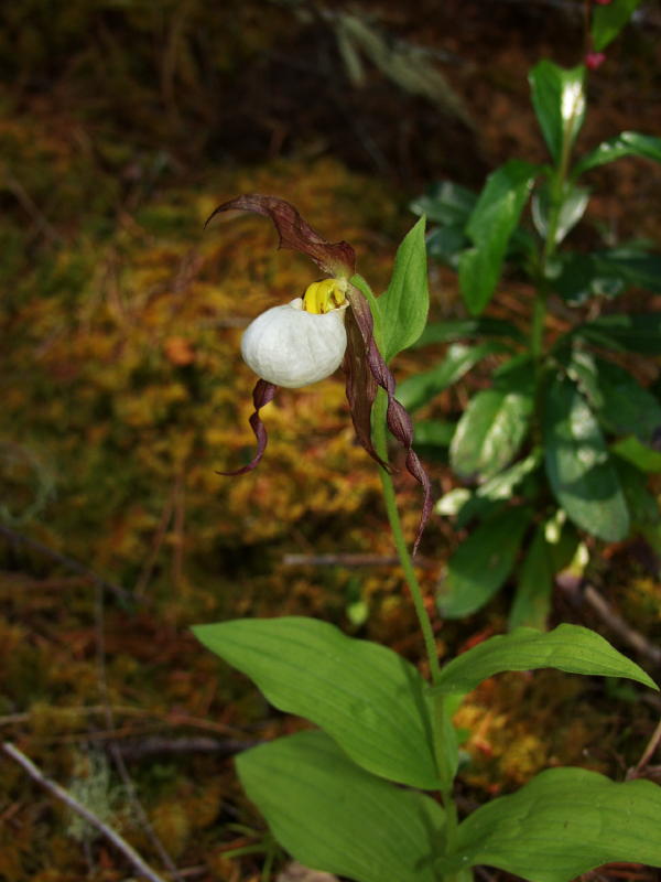 Cypripedium montanum plant