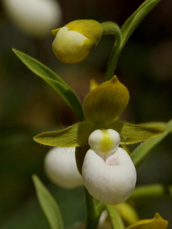 Cypripedium californicum
