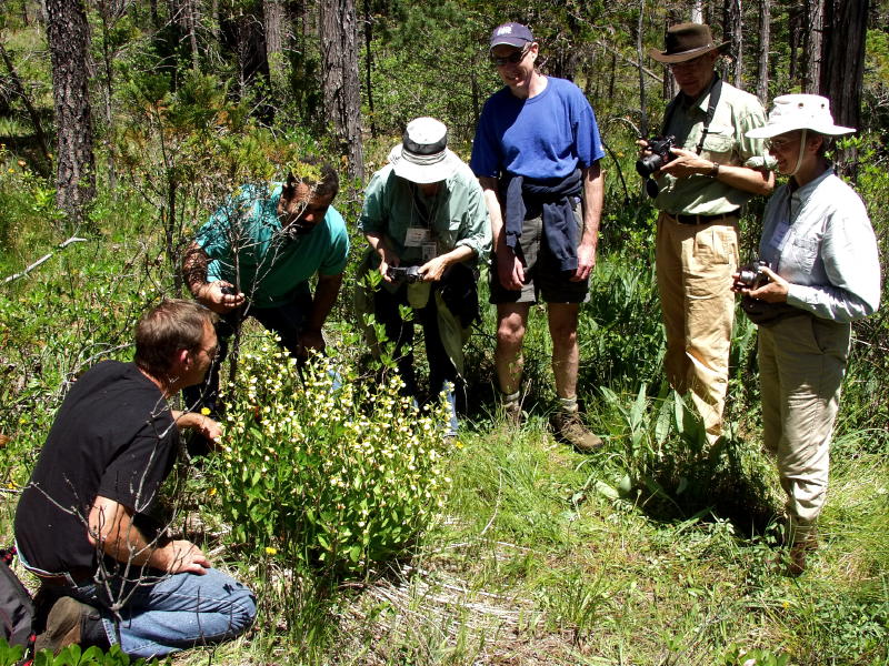 Kip, Tom, Sam, Mark, Walter, and Janet around a large group of 86 stems! Almost 1000 flowers in the group!