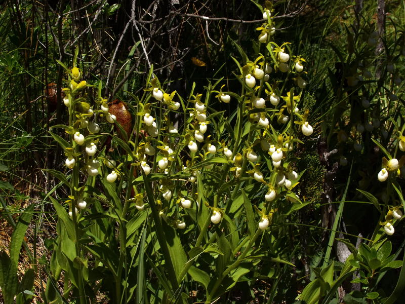 Cypripedium californicum - large group