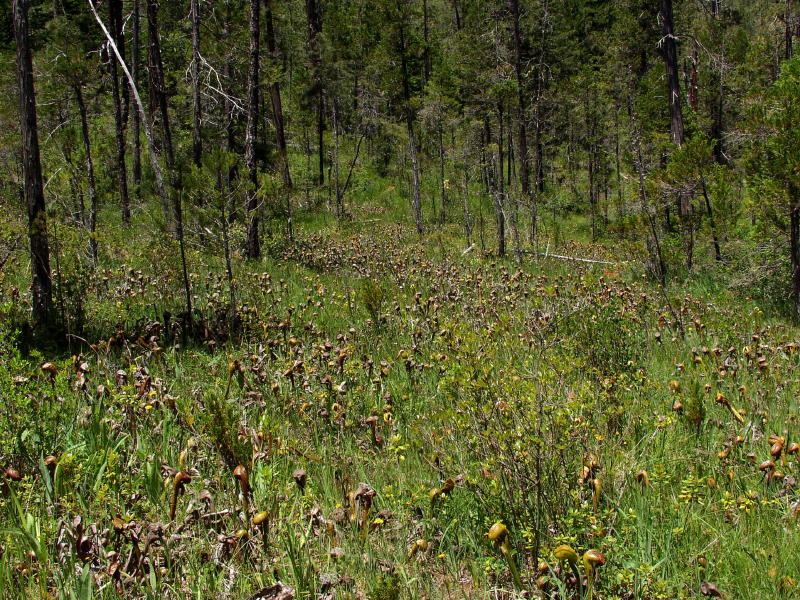 Darlingtonia californica covering a large seep