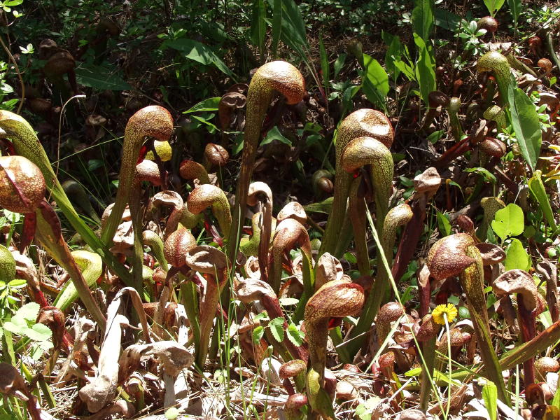 Darlingtonia californica (older pitchers)