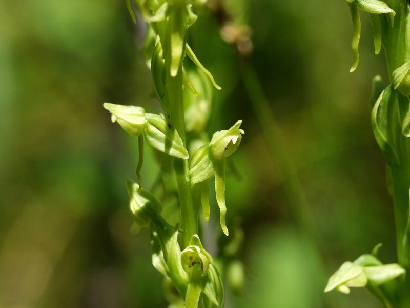 Platanthera sparciflora