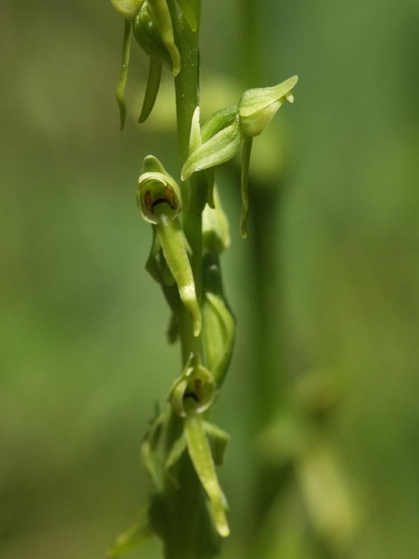 Platan sparciflora