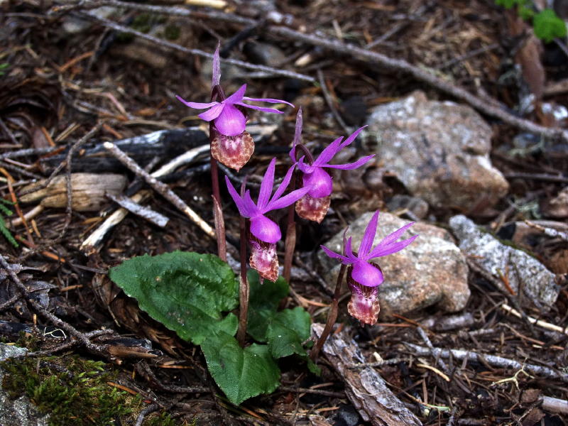 Calypso bulbosa var. occidentalis group