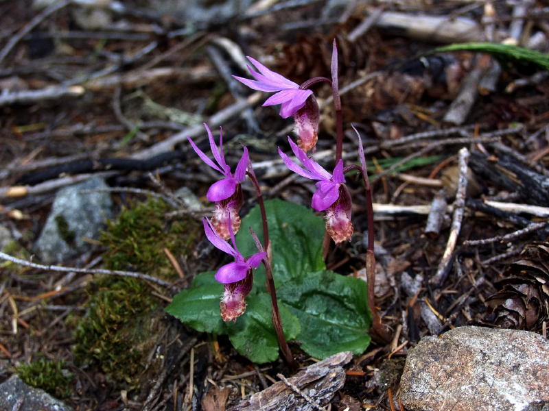 Calypso bulbosa var. occidentalis group from the side