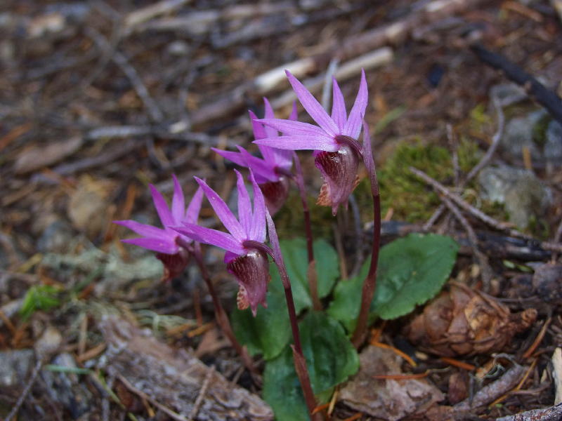 Calypso bulbosa var. occidentalis group from the rear