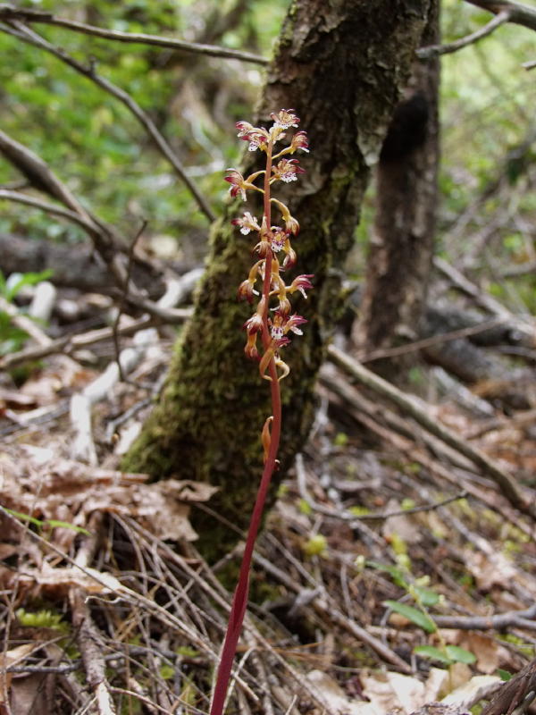 Corallorhiza maculata