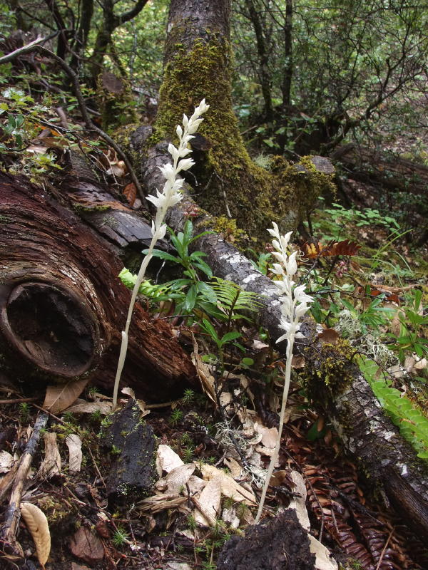 Cephalanthera austiniae just off the side of the road