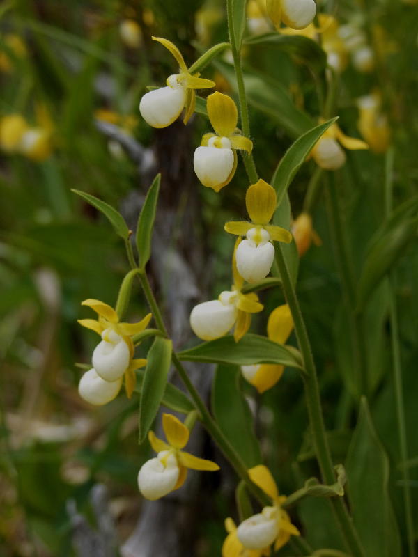 Cypripedium californicum (made one last visit to the area for this photo)