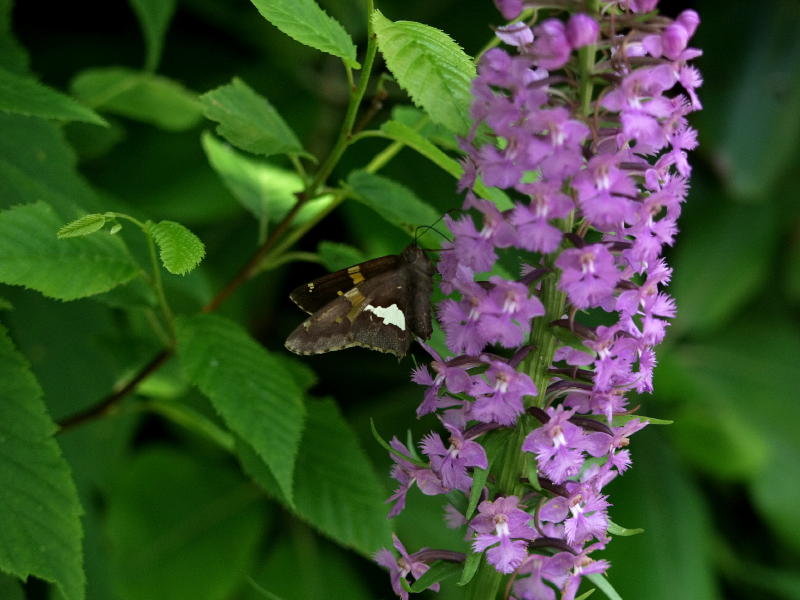 Platanthera psycodes with silver-spotted skipper - sorry, flowers out of focus, but skipper is in focus