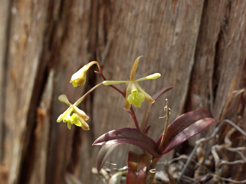 Epidendrum magnoliae transplanted and growing in full sun on bald cypress.