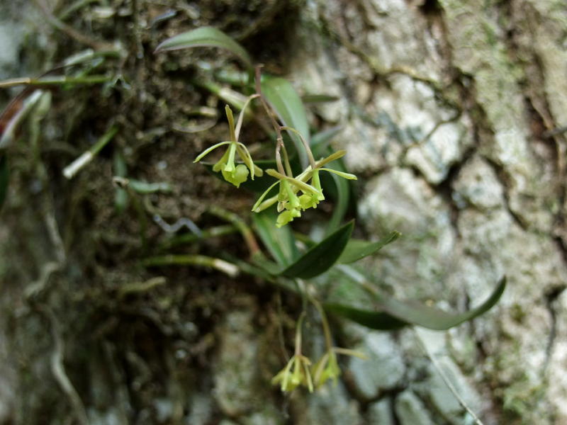Epidendrum magnoliae on swamp tupelo.