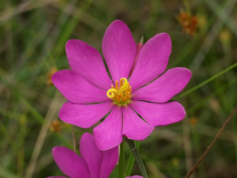 Sabatia gentianoides