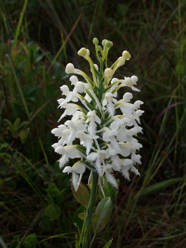 Platanthera conspicua in perfect bloom