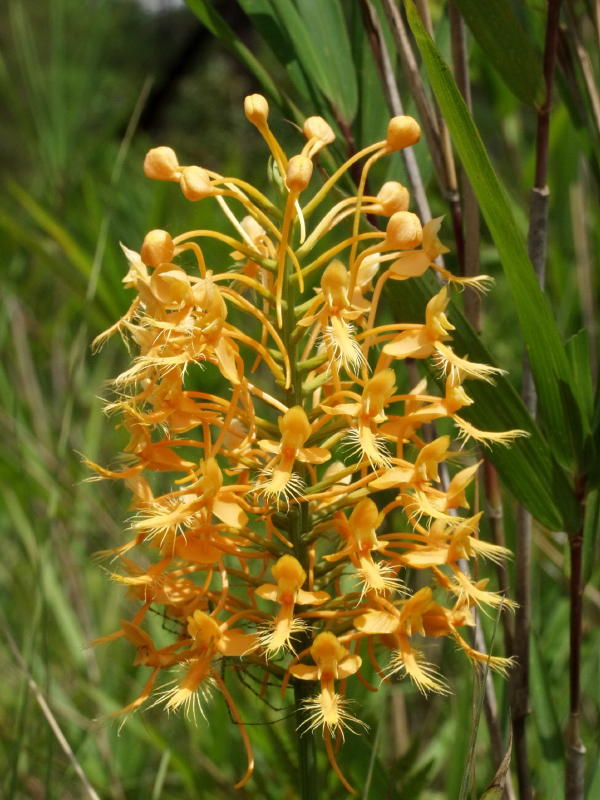 Platanthera ciliaris (with spider below) on Big Island savannah