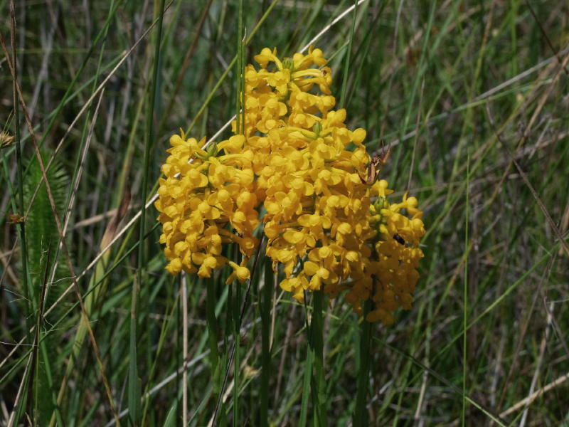 Gymnadeniopsis integra group of four plants (with crab spider) on Big Island savannah