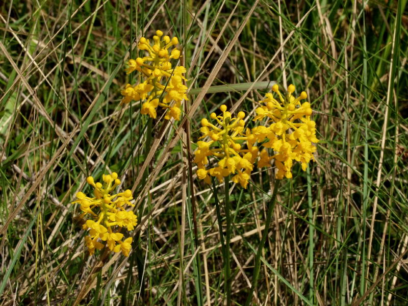 Gymnadeniopsis integra group of four on Big Island savannah