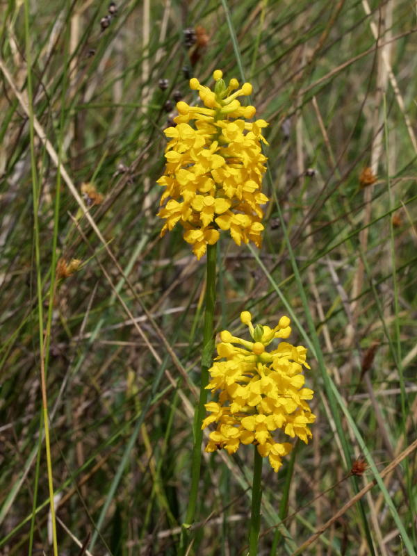 Pair of Gymnadeniopsis integra on Big Island savannah