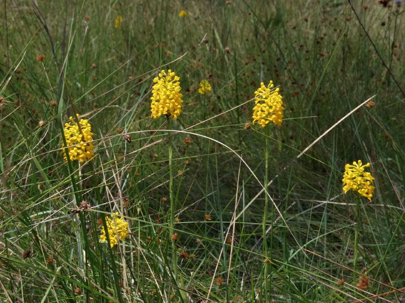 Gymnadeniopsis integra group of five plants on Big Island savannah