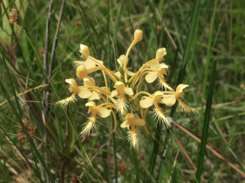 Platanthera Xlueri (P. conspicua X P. ciliaris) on Big Island savannah