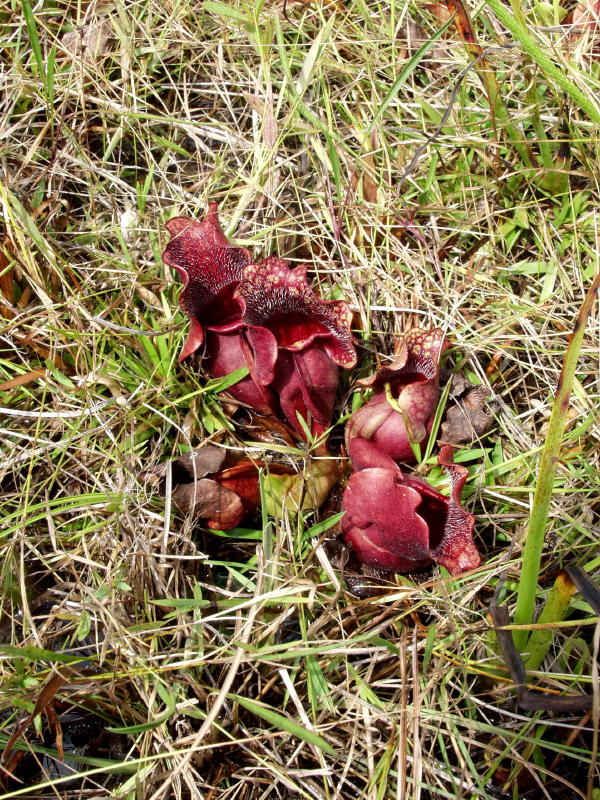 Sarracenia purpurea subspecies venosa showing dark red mid-summer coloration