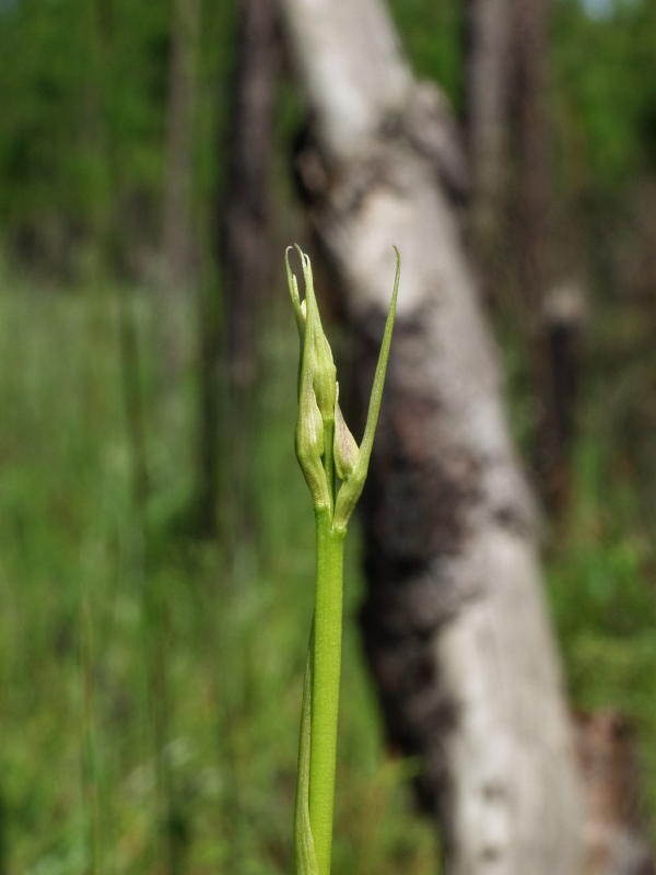 Pteroglossaspis ecristata (plant #3 in bud) - about 3 feet high, so far...
