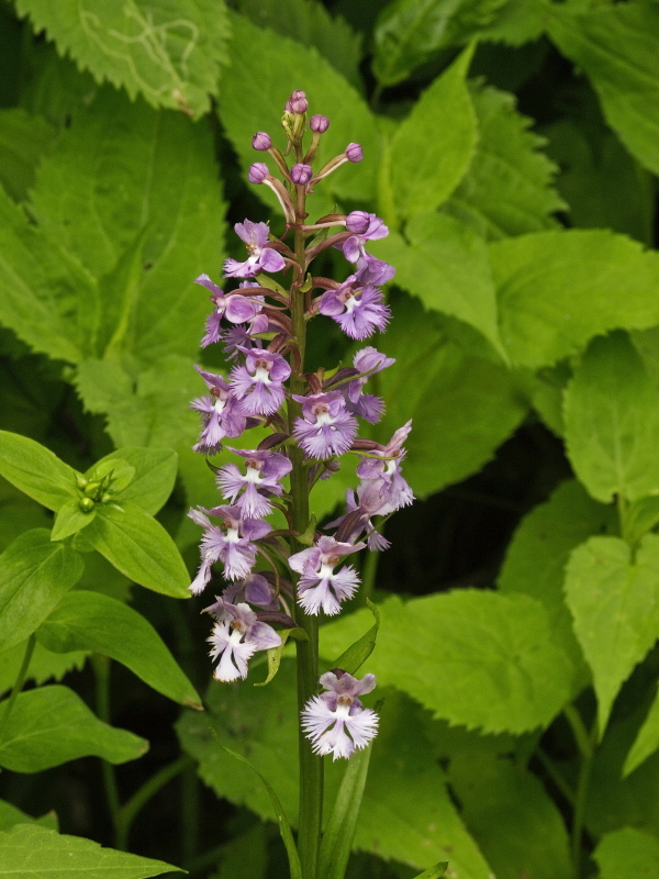 Platanthera psycodes