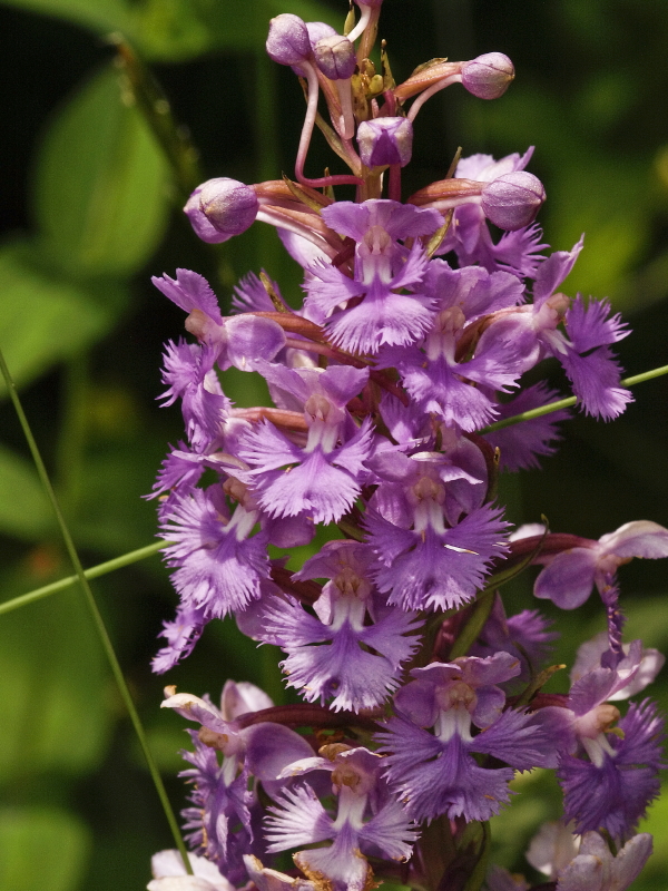 Platanthera psycodes
