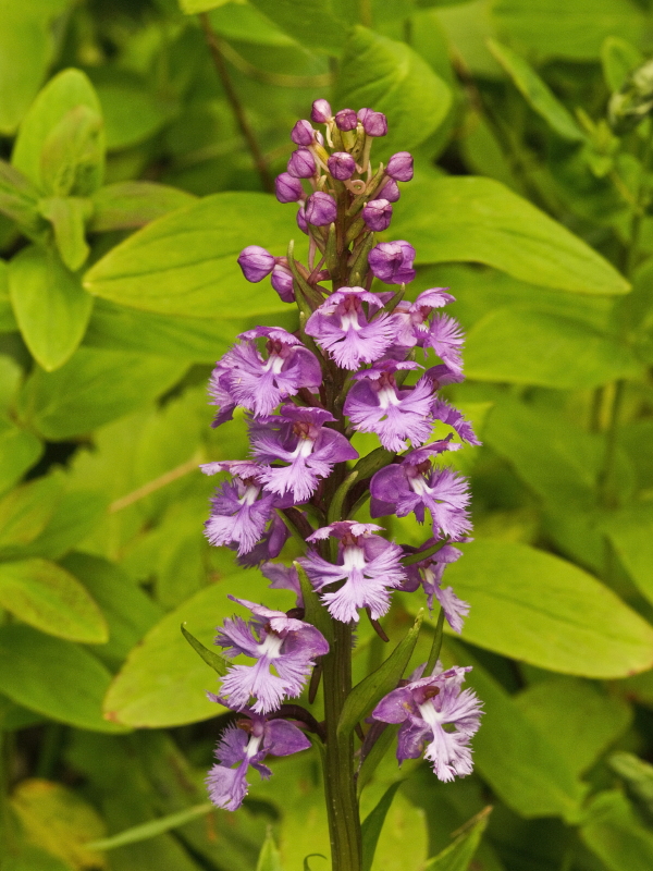 Platanthera psycodes