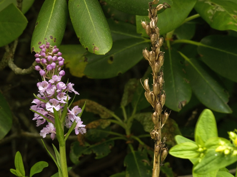 Platanthera psycodes and last years seed capsules
