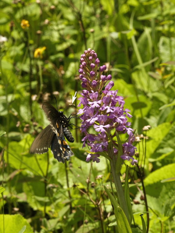 Platanthera psycodes and Pipevine swallowtail (Battus philenor) -- note pollen packets on proboscus