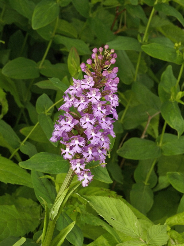 Platanthera psycodes