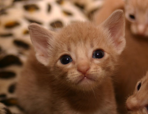 Hi mommy
