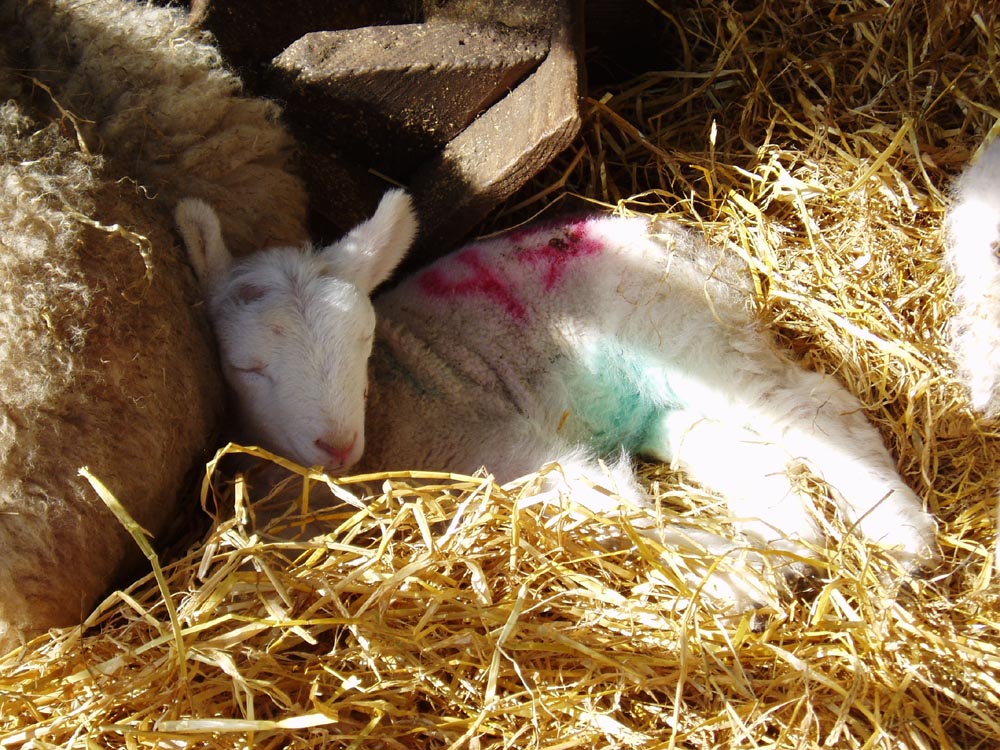 sleeping lamb