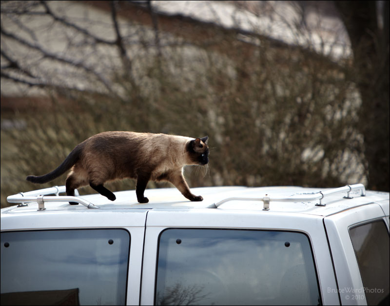 Cat on a Hot Tin Roof